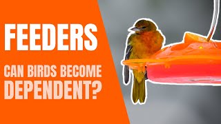 Can Birds Become Dependent on Feeders?