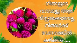 Vadamulla Flower Plant: Planting, Care, Pest Management, Fertilization, and Medicinal Benefits 🌸🌿💊\