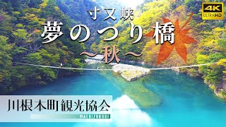 紅葉の「夢のつり橋」をドローン空撮！