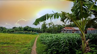 গ্রামের মেঠোপথ ধরে গ্রাম বাংলার সুন্দর দৃশ্য। Walking in Village And Enjoy Village Scenery