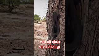 Jay goga maharaj #gogaofficial #snake #video #gogamaharaj #subscribe