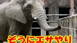 ぞうのエサやり体験!　東武動物公園 elephant feeding time