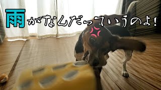 【ビーグル犬】雨の日は散歩に行けない。荒ぶったビーグル犬。