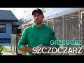 Grzegorz Szczoczarz - PZHGP 0294 Rzeszów / Samica od Medrysy dała nową siłę 🏆🎉👌