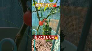 家庭菜園！鉢植えミニトマト🍅　色づきました〜！