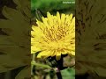 sonchus oleraceus ή Ζοχός ο λαχανώδης ζοχιά τσόχος