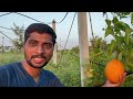 gac fruit in telugu aadhya organic farm 9290909559