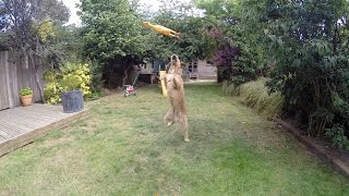 British Heart Foundation - Amazing Dog
