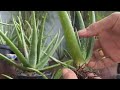 Menanam baby aloe vera barbadensis #fypシ゚viral #plants #fyp