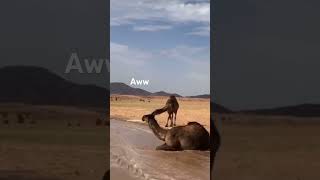 Wild camels in the sahara desert #desert #camels