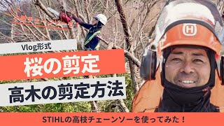 【桜の剪定】高い木の剪定方法  STIHL高枝切りチェーンソーを使用！