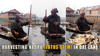 Unique Nadru (Lotus Stem) Farming in Kashmir's Dal Lake