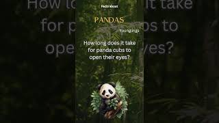 Panda Fact 17 - How long does it take for panda cubs to open their eyes?