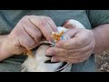 black tailed white japanese bantams banding chickens for breeding records.