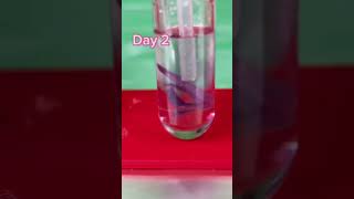 How long to dissolve human finger nails in conc stomach acid? #dissolveit #scienceexperiment #stem