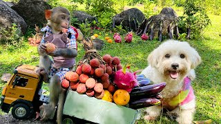 Smart Bim Bim escapes bandits Amee and picks fruit in the garden