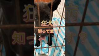 狂犬病って知ってます？#獣医 #動物のお医者さん #犬 #猫