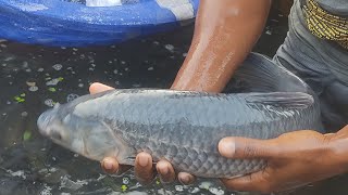 amazing fishing video fish cutting