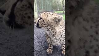 A chirping cheetah