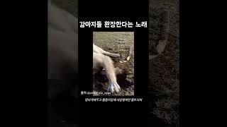 땅파파파파파파 나보다 땅잘파는 댕댕이 있떠?? #goldenretriever #골든리트리버 #파파고 #땅파기