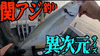 この釣りを知って欲しい…！巨大「関アジ」釣りin大分県佐賀関【釣りング】