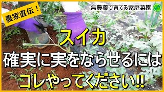 【スイカ栽培】孫づる処理～人工授粉・追肥・つる整理まで6月のお世話を詳しく解説【有機農家直伝！無農薬で育てる家庭菜園】　24/6/1