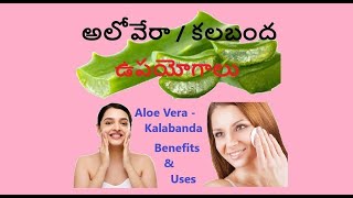 అలోవేరా/కలబంద యొక్క ఉపయోగాలు - Aloe Vera/Kalabanda Benefits \u0026 Uses || అలోవేరా గుజ్జు హెల్త్ టిప్స్