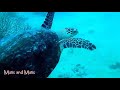 miracles of marine life excellent 4k relaxing video