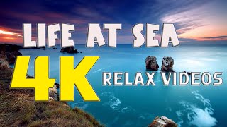 Miracles of marine life, Excellent 4k relaxing video