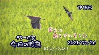 ギター日記　今日の野鳥　・　伊佐沼　2021年7月26日