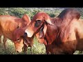 ব্রাহামা গরুর দাম কত কোথায় থেকে কিনবেন brahman cow in bangladesh and india