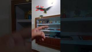 Raw Baby Parrot Training. (Hand Tame)