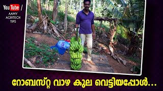 റോബസ്റ്റ വാഴക്കുല വിളവെടുപ്പ് /Robusta Banana Cultivation/Agricultural Tips