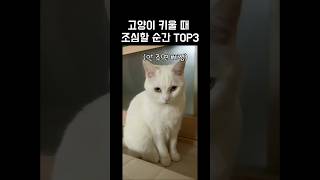 고양이 키울 때 항상 조심해야되는 순간들 TOP 3