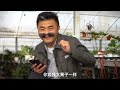 栀子花叶脉发黄怎么办？米兰干尖怎么回事？ gardenia leaf veins yellow how to do milan dry tip how to do