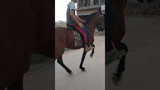 best chalbaz horse