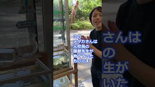 【千葉明徳】遠藤先生「玄関のメダカ紹介」#shorts 【先生トーク】#千葉市 #私立中学 #千葉明徳 #メダカ #担任 #クラス #中高一貫 #中学校