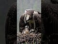 mother osprey’s rainy vigil 🦅 guarding her chicks motherlove osprey rain