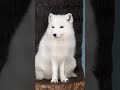 the arctic fox's unique fur and its unique way of survival, which you may not know about