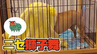 【謎すぎw】ゲージの中にニセ獅子舞出現！？