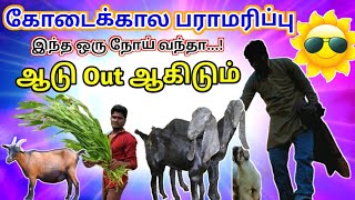 கோடைக்காலநோய் மேலாண்மை|அம்மை தடுப்பூசி|கோடைக்கால பராமரிப்பு|Summer session deasis for goat#psfarmers