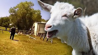 Goat-Scream Cops ‘Can’t Help But Laugh’