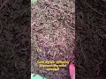 earthworms for vermicomposting vermicompost kechuakhad केंचुआ shorts