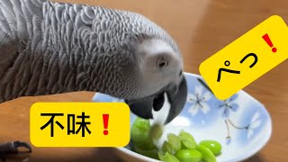 グルメなヨウム！不味い枝豆は食べません！