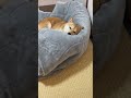 3秒後にアイドル顔する犬さん shorts 柴犬