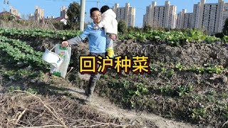 年过完了回上海继续管理我的小菜园#我的小菜园 #开荒种菜 #沪漂