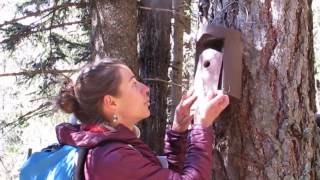 Phénoclim: Inspecting Coal Tit Nests