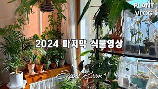 식물 VLOG 그동안 키우기 어려웠는데 이젠 키울수 있게 된 식물 있으신가요?(2024년 마지막 식물영상)