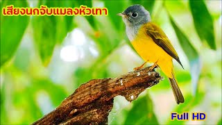 เสียงนกจับแมลงหัวเทาร้องหาคู่ Grey-headed Canary-flycatcher call #เสียงนก #นกจับแมลงหัวเทา