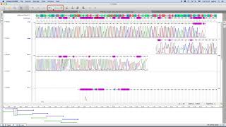 Unipro UGENE podcast #52: The Sanger Reads Editor in UGENE 1.27